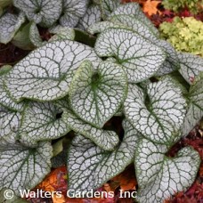 BRUNNERA MAC JACK OF DIAMONDS BRUNNERA MAC JACK OF DIAMONDS