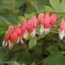 DICENTRA SPE VALENTINE DICENTRA SPE VALENTINE