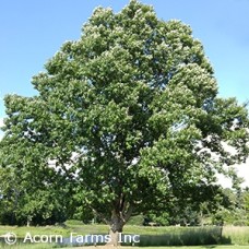 QUERCUS MUEHLENBERGII QUERCUS MUEHLENBERGII