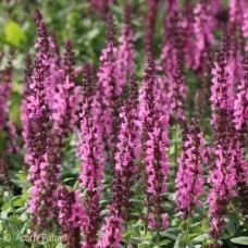 SALVIA NEM SENSATION DEEP ROSE SALVIA NEM SENSATION DEEP ROSE