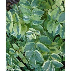 STYRAX JAP STARWAY TO HEAVEN