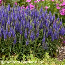 VERONICA WIZARD OF AHHS VERONICA WIZARD OF AHHS