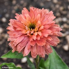 ECHINACEA FRESCO APRICOT