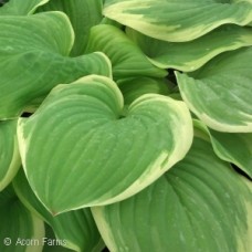 HOSTA FRAGRANT BOUQUET