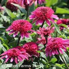 ECHINACEA RASPBERRY BERET