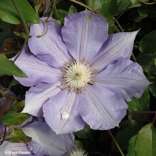 CLEMATIS H F YOUNG