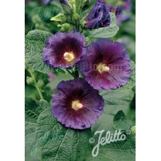 ALCEA PURPLE RAIN