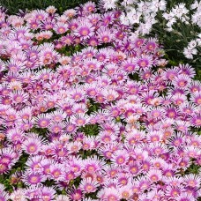 DELOSPERMA PINK RADIANCE