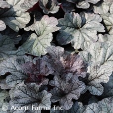 HEUCHERA SMOKE AND MIRRORS