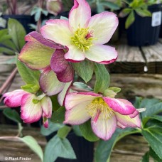 HELLEBORUS ICE N ROSES D PICOT