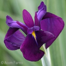 IRIS ENS VARIEGATA IRIS ENS VARIEGATA