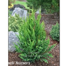 CHAMAECYPARIS OBT COMPACTA CHAMAECYPARIS OBT COMPACTA