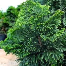 CHAMAECYPARIS OBT NANA CHAMAECYPARIS OBT NANA