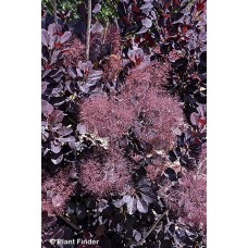 COTINUS COG VELVETEENY