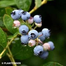 VACCINIUM COR JERSEY