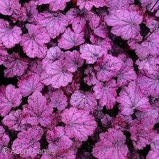 HEUCHERA ELECTRIC PLUM HEUCHERA ELECTRIC PLUM