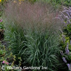 PANICUM VIR APACHE ROSE