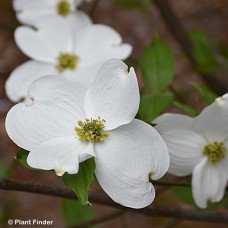 CORNUS FLO APPALACHIAN SNOW CORNUS FLO APPALACHIAN SNOW