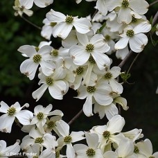 CORNUS FLO APPALACHIAN SPRING CORNUS FLO APPALACHIAN SPRING