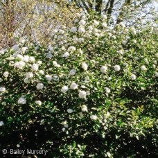 VIBURNUM CARLESII