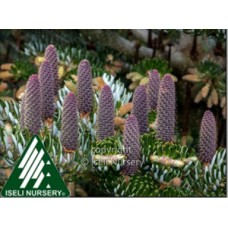 ABIES KOR SILVER SHOW ABIES KOR SILVER SHOW