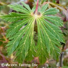 ACER JAP ACONTIFOLIUM ACER JAP ACONTIFOLIUM