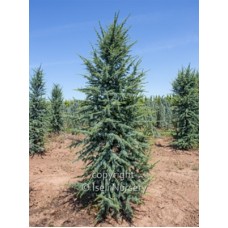 CEDRUS ATL FASTIGIATA