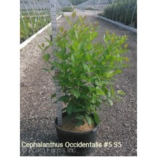 CEPHALANTHUS OCCIDENTALIS
