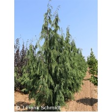 CHAMAECYPARIS NOO GLAUCA