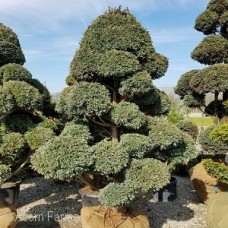 CHAMAECYPARIS PIS BOULEVARD CHAMAECYPARIS PIS BOULEVARD