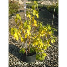 LINDERA BENZOIN LINDERA BENZOIN