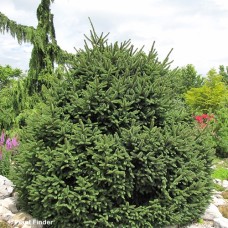 PICEA ABIES CLNBRSSLNA STRICTA