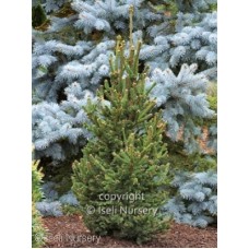 PICEA ABIES HILLSIDE UPRIGHT