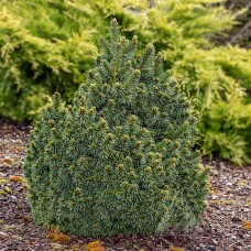 PICEA ABIES SKYHIGH WB