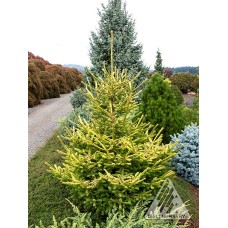 PICEA ABIES THE LIMEY