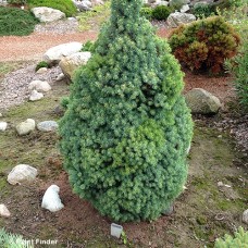 PICEA GLAUCA SANDERS BLUE