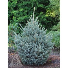 PICEA GLAUCA YUKON BLUE