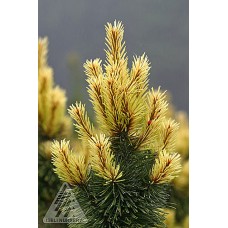 PINUS CON TAYLORS SUNBURST
