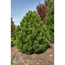 PINUS LEU MINT TRUFFLE