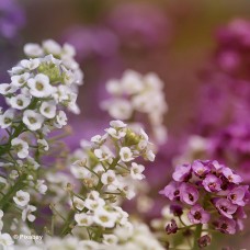 ALYSSUM MIX ALYSSUM MIX