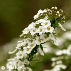ALYSSUM WHITE ALYSSUM WHITE