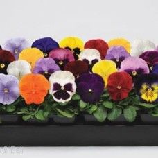 PANSY MIX PANSY MIX