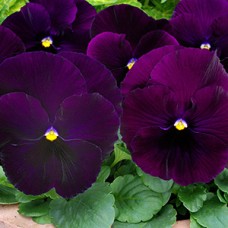 PANSY PURPLE PANSY PURPLE