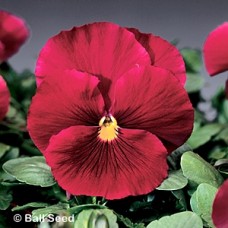 PANSY ROSE PANSY ROSE