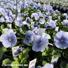 PANSY TRUE BLUE PANSY TRUE BLUE