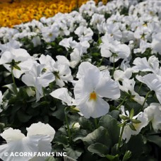 PANSY WHITE PANSY WHITE
