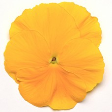 PANSY YELLOW