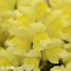 SNAPDRAGON YELLOW
