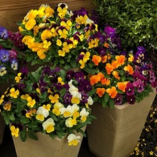 VIOLA COLORMAX MIX VIOLA COLORMAX MIX