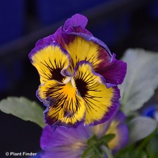 VIOLA LEMONBERRY PIE MIX VIOLA LEMONBERRY PIE MIX